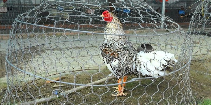  Gà cú thường có tính gan lì, không dễ bỏ chạy, kể cả trong thế trận bất lợi