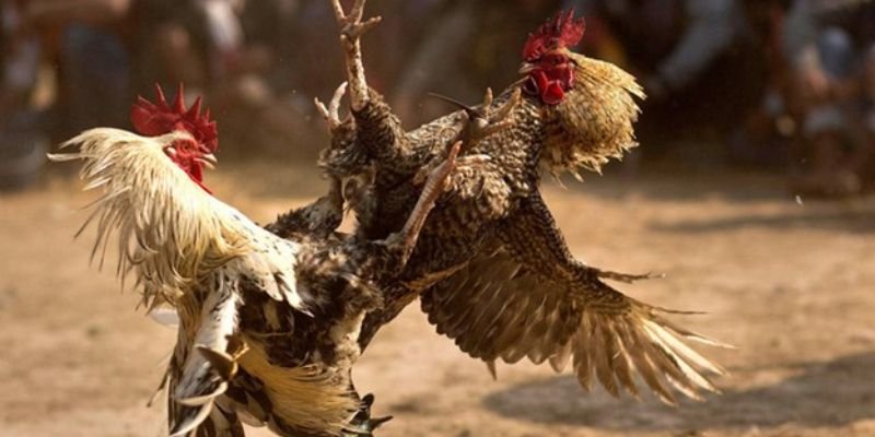 Tổng quan về sân chơi đá gà Mỹ tại 58Win