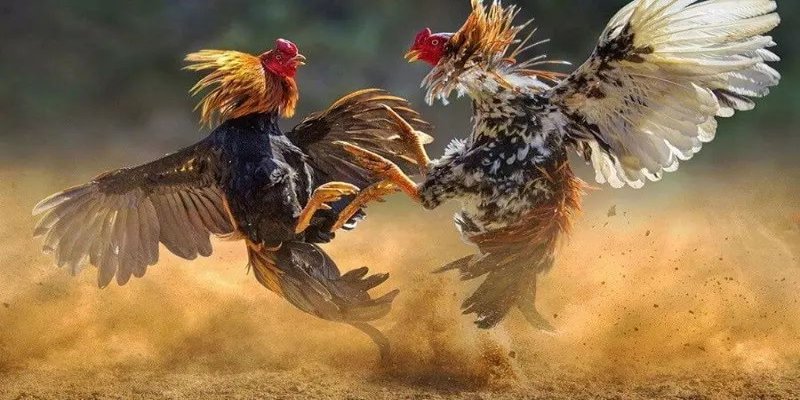 Theo dõi các trận trước giúp bạn đánh giá được phong độ và kỹ năng của chiến kê