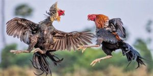 Trải nghiệm thú vị tại sân chơi đá gà Mỹ đỉnh cao 2025