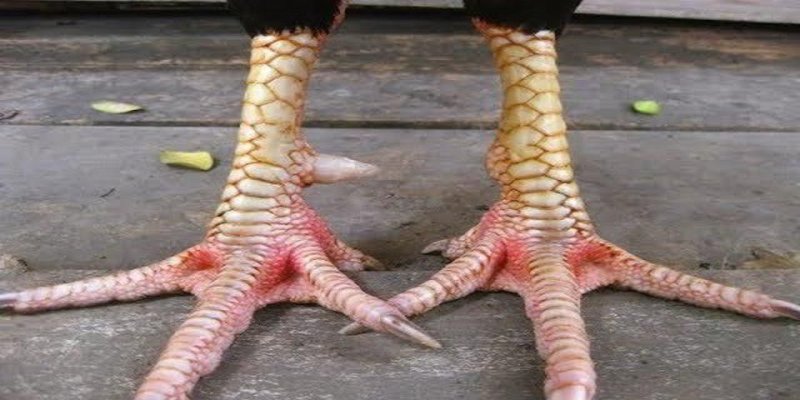 Những chú gà sở hữu vảy thường đi kèm với tinh thần chiến đấu cực kỳ cao